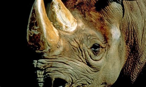 "The Existence of Our Natural Environment.": Western Black Rhino ...