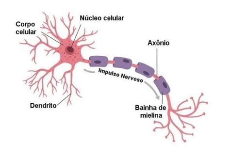 1 Qual O Nome Da Célula Que Forma O Tecido Nervoso 10 Ponto