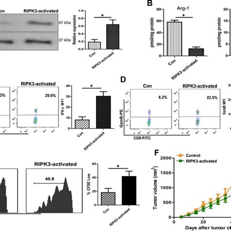 Effects Of Fatp2 Ko On The Functions Of Pmn Mdscs A Western Blotting