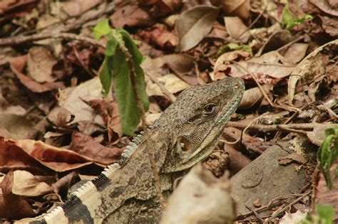 Animal Iguana Forest - Free photo on Pixabay - Pixabay