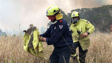 Australia's fires 'killed or harmed three billion animals' - BBC News