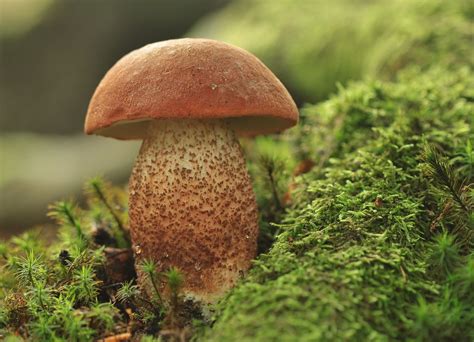 Leccinum Aurantiacum Toadstool Moss Stuffed Mushrooms Thoughts