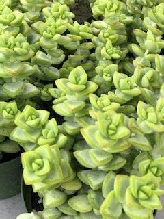 Crassula Rupestris Baby Necklace Vine Jade Co