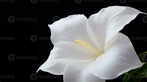 Photo Of Beautiful Moonflower Isolated On White Background Generative