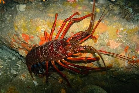 20180714 DSC 9640 イセエビ Japanese Spiny Lobster Spiny Flickr