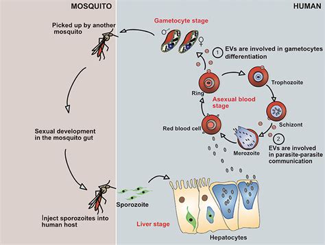 Frontiers Role Of Extracellular Vesicles In Cellular Cross Talk In Malaria