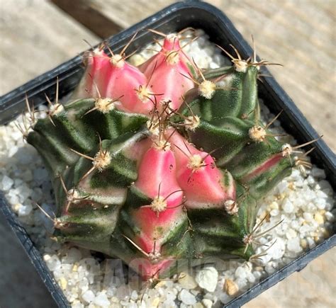 Shpr Gymnocalycium Mihanovichii F Variegata