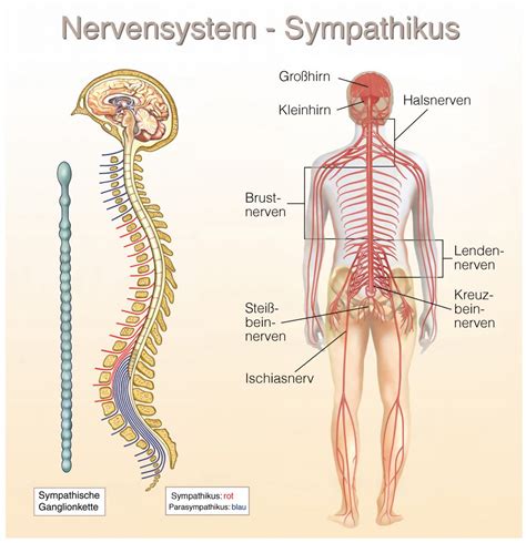 Stress Vorsorgeuntersuchung Analyse Des Vegetativen Nervensystem Und