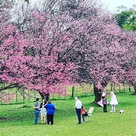 Quedó habilitado el colorido Paseo Turístico del Cerezo en La Paz En