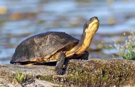 Michigan’s Most Endangered Turtle Survives Locally - Chelsea Update ...