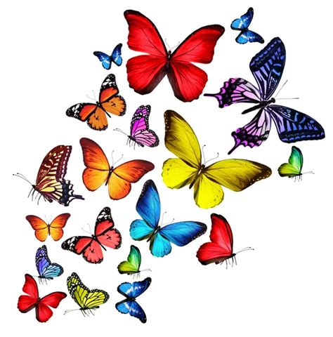 Colorida Mariposa Voladora Clipart