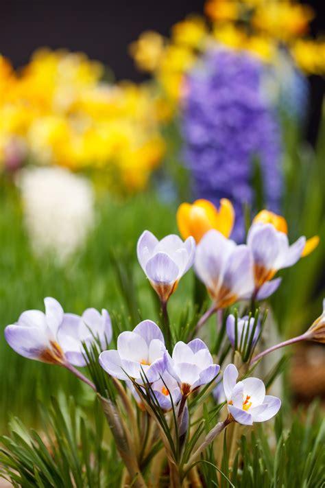 Purple and yellow crocuses | Nature Stock Photos ~ Creative Market