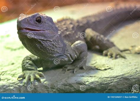 New Zealand Tuatara stock image. Image of sphenodon - 193169697