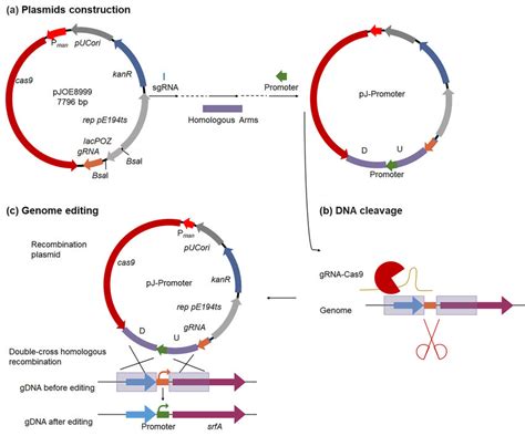 Plasmid Construction A Four Fragments Including Sgrna The Upstream