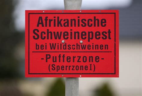 Erster Fall Der Afrikanischen Schweinepest In Hessen Gmx