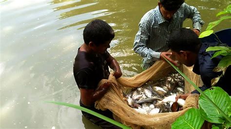 Amazing Big Fish Catching With Nets Big Fish Hunting By Nets