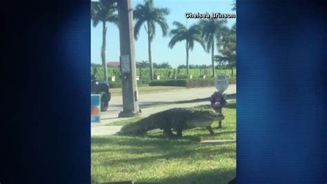 Video Huge Gator Takes A Stroll Along Busy Florida Road