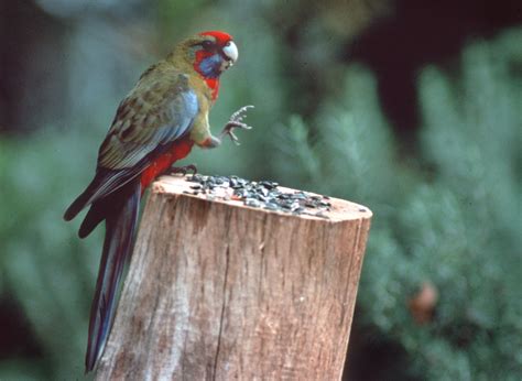 Crimson Rosella The Australian Museum