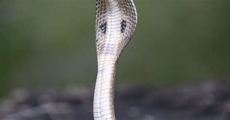 A Venomous Cobra Snake · Free Stock Photo