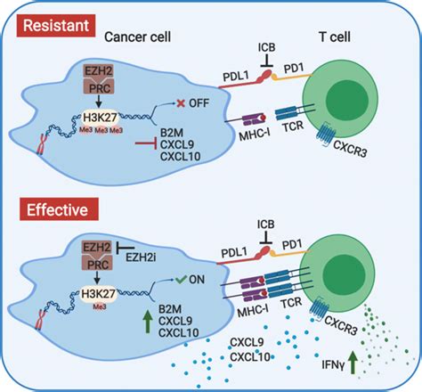 Ezh2 Inhibition Promotes The Responsiveness Of Anti Pd1 Therapy In