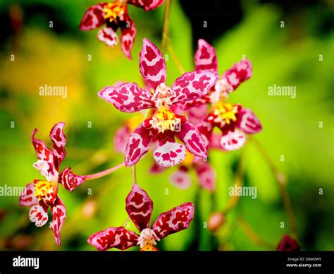 Hawaiian Orchids Stock Photo - Alamy