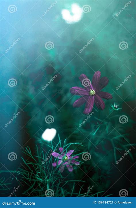 Flower Garden in the Moonlight - Nature and Garden Concept Stock Image ...