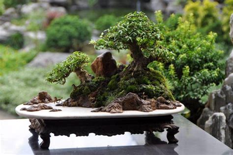 Penjing Bonsai - History, Style, and How to Make