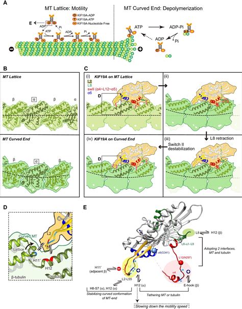 Figures And Data In Motility And Microtubule Depolymerization