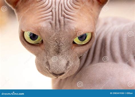 Sphynx Cat Face Hairless Naked Breed Cat Lovely Pet Stock Photo Image Of Cute Kitten