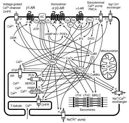 Cellular Mechanisms In Sympatho Modulation Of The Heart British