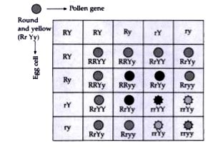 How Do Mendels Experiments Show That Traits Are Inherited Independent