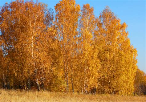 Autumn Trees Birch Hd Wallpaper Rare Gallery