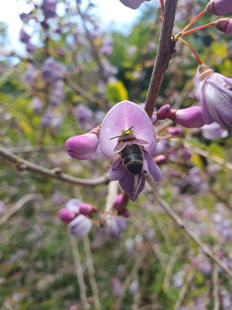 Bee Pollination Blossom - Free photo on Pixabay - Pixabay