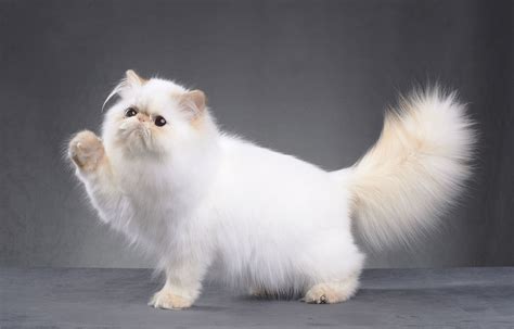 Top 10 Most Expensive Cat Breeds