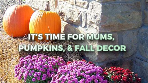 It’s Time For Mums, Pumpkins, & Fall Decor - Evergreen of Johnson City, TN