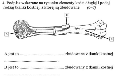 Podpisz Wskazane Na Rysunku Elementy Ko Ci D Ugiej I Podaj Rodzaj