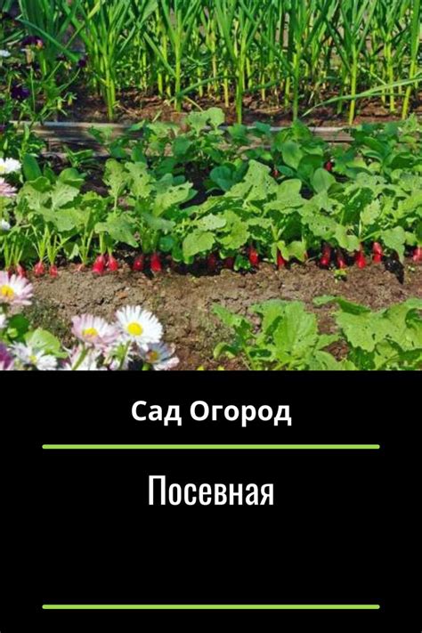 Посевная в 2024 г | Огород, Садоводство, Сад
