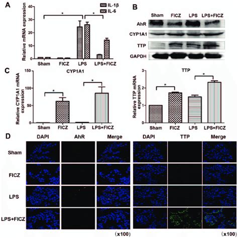 FICZ Upregulates The RNA Binding Protein TTP Expression In An In Vitro