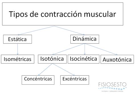 Tipos de contracción muscular