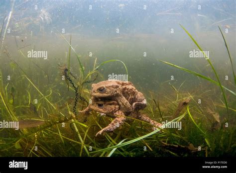 Accouplement de crapaud Banque de photographies et dimages à haute