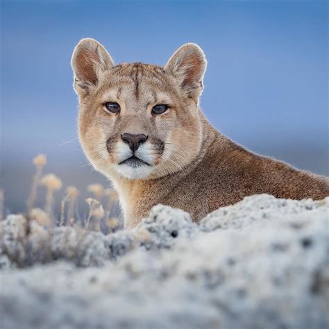 Пума в андах - 73 фото