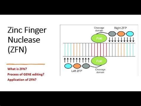 Gene Editing Zinc Finger Nuclease Part Process Of Gene Editing