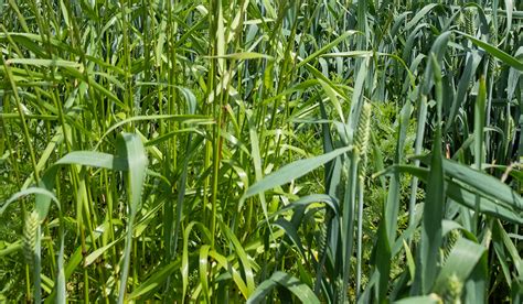 In The Weeds College Of Agricultural Sciences