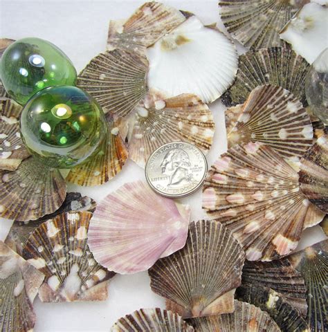 Nautical Decor Scallop Seashells, Beach Mexican Flat Scallop Shells ...