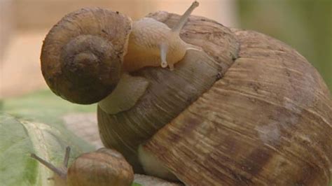 Snail | mollusk | Britannica