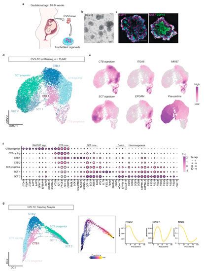 Organoids Free Full Text Single Cell Atlas Of Patient Derived