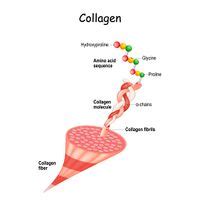 Extracellular Matrix - Physiopedia