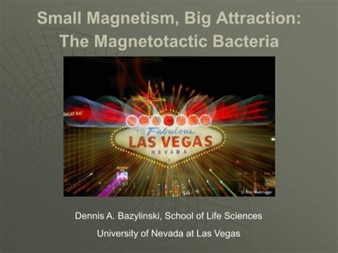 The Magnetotactic Bacteria