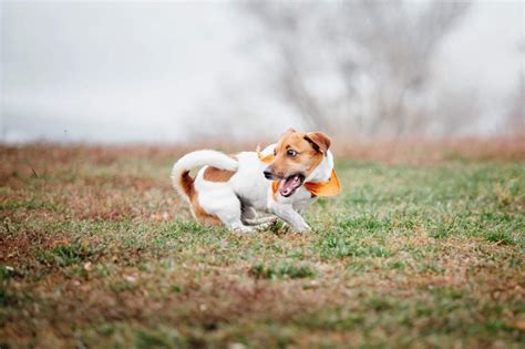 Chien Qui Tourne En Rond Comprendre Pourquoi Et Agir