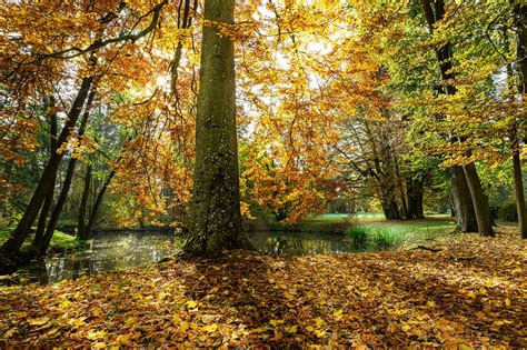 La Nature Automne Des Arbres Photo Gratuite Sur Pixabay Pixabay